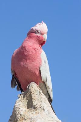 Read Galah Cockatoo Journal: 150 Page Lined Notebook/Diary -  file in ePub