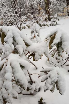 Download Scenic Winter Photo Journal: (Notebook, Diary, Blank Book) -  | PDF