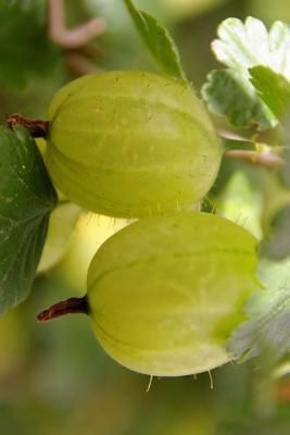 Full Download Gooseberries in the Garden Journal: Take Notes, Write Down Memories in This 150 Page Lined Journal -  | ePub