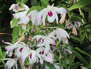 Read Dendrobium Nobile Alba from the Orchid family with 28000 species . - W. Tohme file in PDF