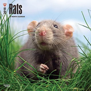 Read Online Rats 2018 12 x 12 Inch Monthly Square Wall Calendar, Domestic Animals Mouse (Multilingual Edition) -  file in ePub