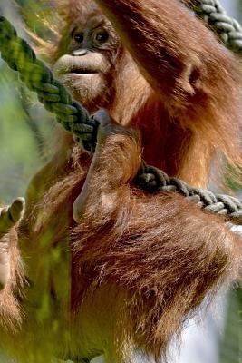 Download The Goofy Orangutan Journal: 150 Page Lined Notebook/Diary -  file in PDF