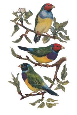 Read 90 Day Health Journal a Personal Health Log with Prompts: Vintage Birds Cover Design - Smartly Bound | ePub