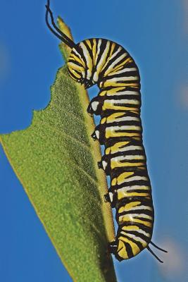 Full Download Monarch Caterpillar Eating Milkweed Leaf Journal: 150 Page Lined Notebook/Diary -  | ePub