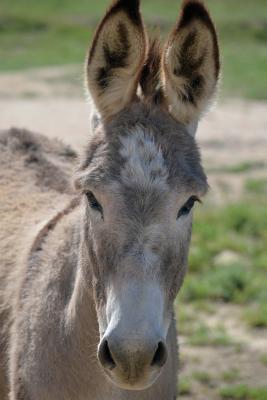 Download Portrait of a Wild Burro Journal: 150 Page Lined Notebook/Diary -  | PDF