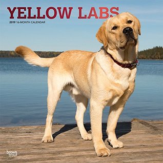 Read Online Yellow Labrador Retrievers 2019 12 x 12 Inch Monthly Square Wall Calendar with Foil Stamped Cover, Animals Dog Breeds Retriever (Multilingual Edition) -  | PDF