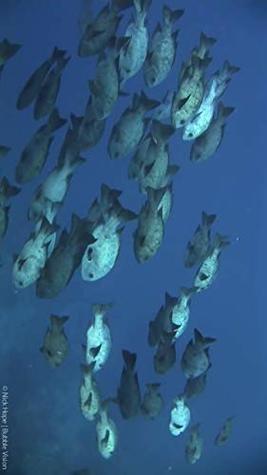 Read Online The Marine Creatures of the Lembeh Strait (Vol 2) - Fanechka Kapor file in PDF