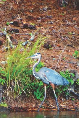 Full Download Pretty Blank Lined Journal for daily thoughts notebook Lovely Lake Arrowhead Photograph: Heron Grey Pretty Blank Lined Journal for daily thoughts notebook Lovely Lake Arrowhead Photograph -  file in PDF